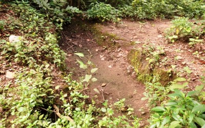रिहायशी इलाकों में हाथी रोकने को जुटा वन विभाग